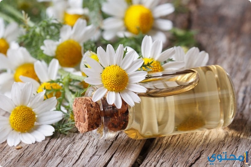 فوائد البابونج المذهلة لصحتك وجمالك تعرفي عليها