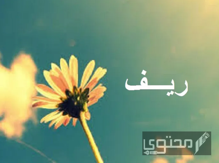 معنى اسم ريف وصفات حاملة الاسم وحكم التسمية في الإسلام